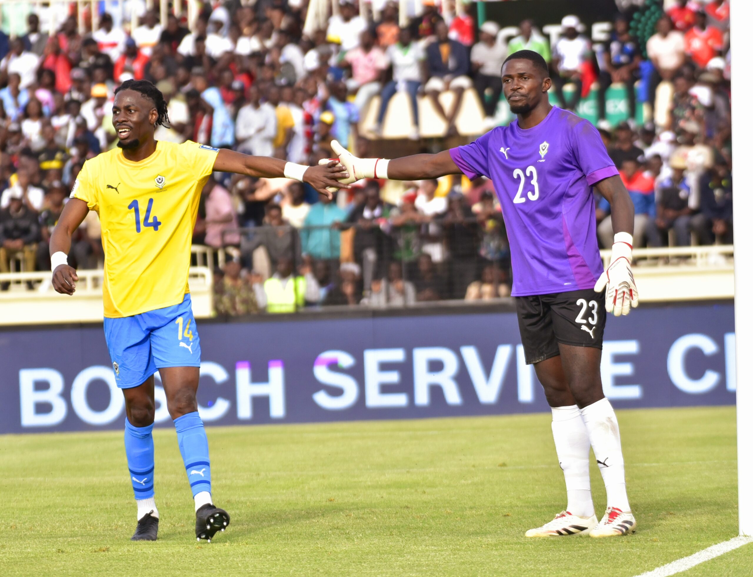 PANTHÈRES / STAGE   : ARRIVÉES PROBABLES DE PLUSIEURS JOUEURS LOCAUX